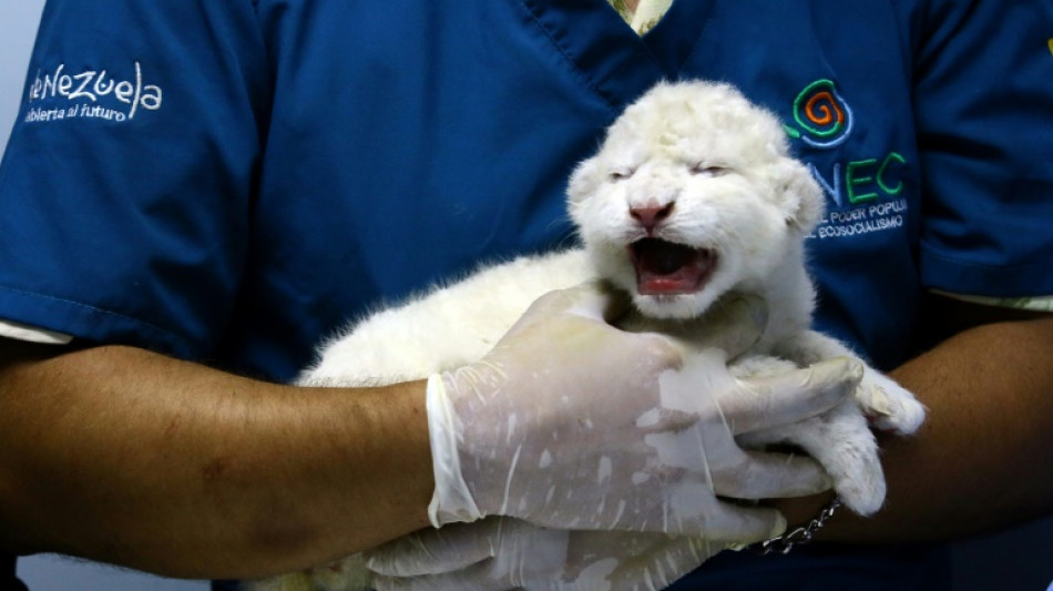 Venezuela : naissance de trois lionceaux blancs, une première dans le pays