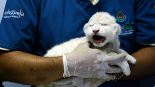 Venezuela : naissance de trois lionceaux blancs, une première dans le pays