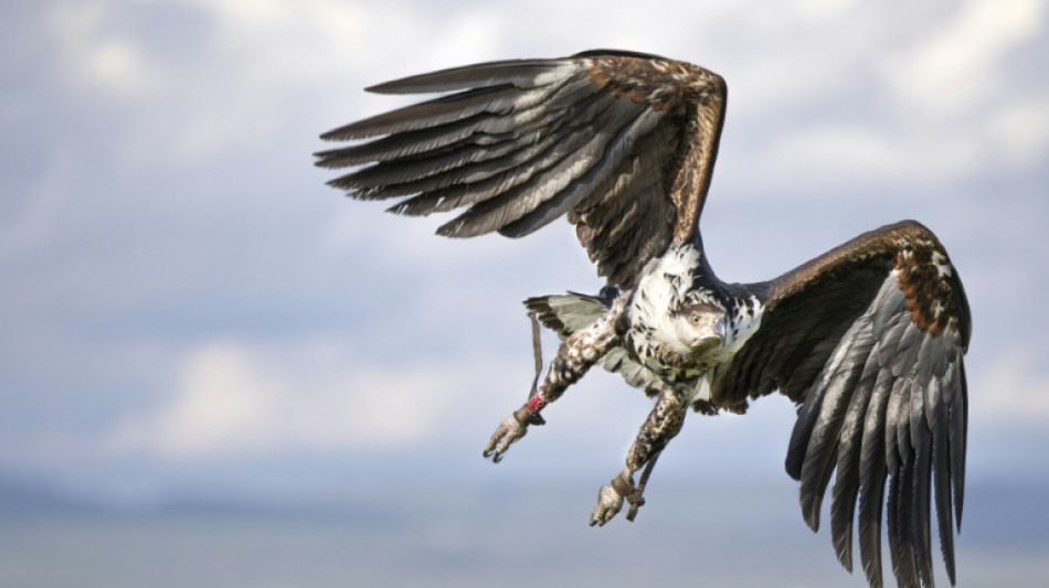 Les rapaces chassent en fonction de la morphologie de leurs phalanges
