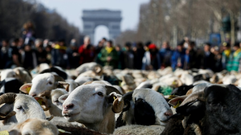 Las ovejas toman los Campos El&iacute;seos de Par&iacute;s