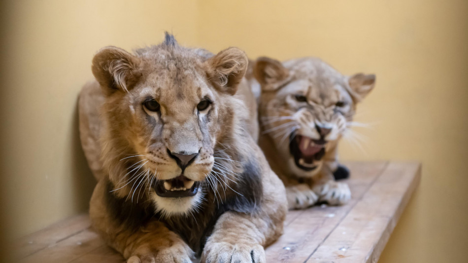 Ucrania: El le&oacute;n rescatado de la guerra en Ucrania y llevado a EEUU est&aacute; enfermo