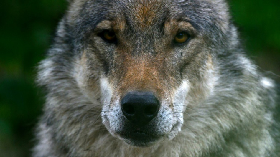 Mecklenburg-Vorpommerns Umweltminister Backhaus droht Anklage wegen Wolfst&ouml;tung