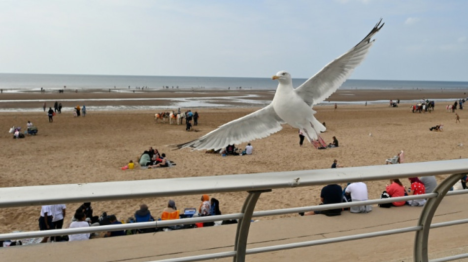UK holidaymakers told to shout, not get in a flap over seagulls