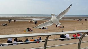 UK holidaymakers told to shout, not get in a flap over seagulls
