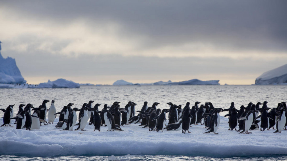 Stermin&ograve; i pinguini in Patagonia, rischia 4 anni di carcere