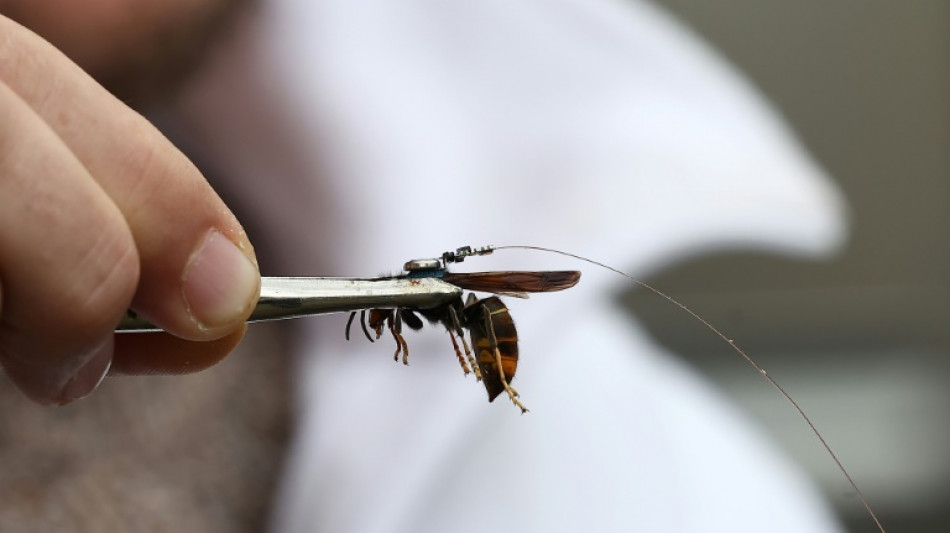 En Alsace, la traque ingénieuse des nids de frelons asiatiques