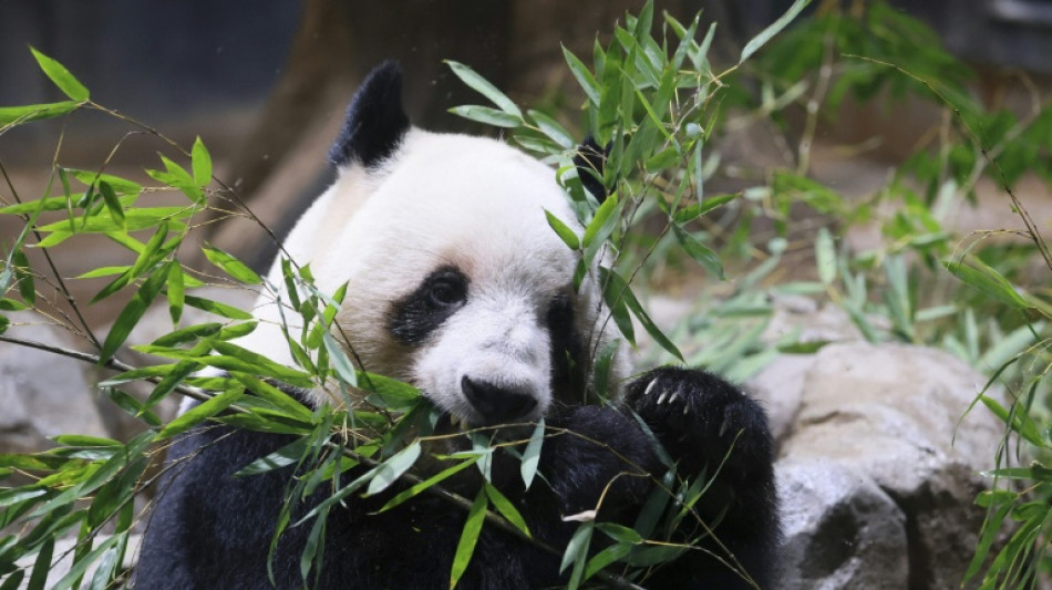 Les deux seuls pandas du Japon repartiront pour la Chine le 27 janvier