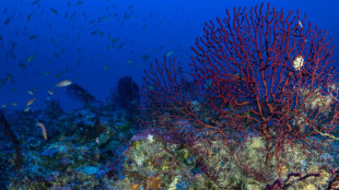 Grecia creará dos nuevas reservas para proteger la fauna submarina