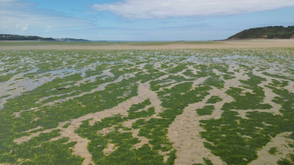 Algues vertes: la justice ordonne &agrave; l'&Eacute;tat de renforcer son action contre les pollutions aux nitrates