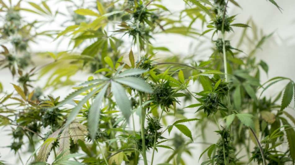 Hunderte Cannabispflanzen in Haus in Recklinghausen entdeckt - f&uuml;nf Festnahmen