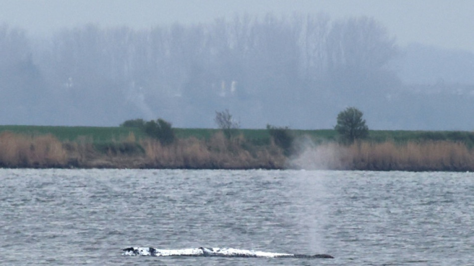 Wal-Drama in der Ostsee zieht sich hin: Tier liegt weiterhin fest