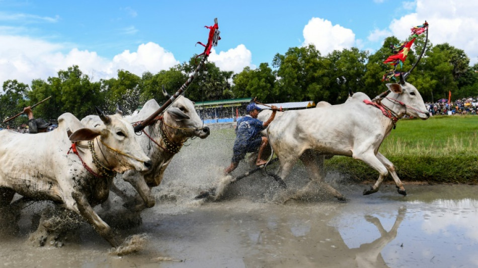 Fed on eggs and beer, Vietnam's oxen race in muddy festival