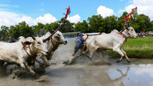 Fed on eggs and beer, Vietnam's oxen race in muddy festival