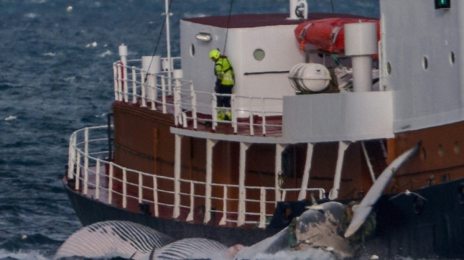 El &uacute;ltimo ballenero de Islandia amenaza con una demanda si se proh&iacute;be la caza