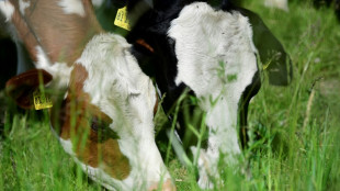 Urteil: Landwirt aus Borken muss Rindern zumindest im Sommer Auslauf gew&auml;hren