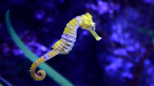 Männliche Schwangerschaft bei Seepferdchen läuft ohne weibliche Hormone ab