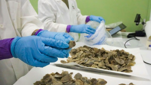 Plus de 800 kilos d'&eacute;cailles de pangolins saisis &agrave; Singapour