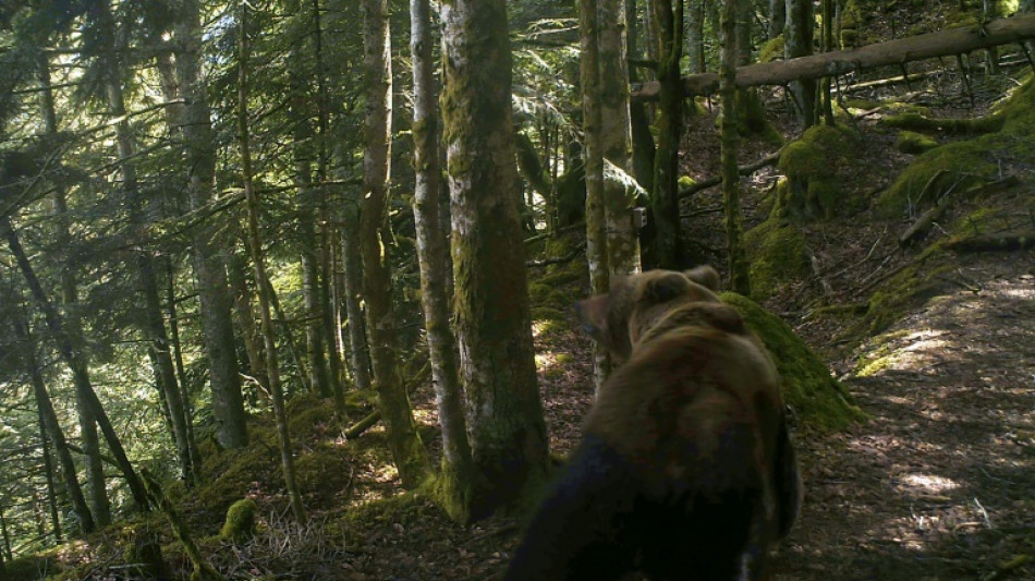 Un total de 76 ours d&eacute;tect&eacute;s dans les Pyr&eacute;n&eacute;es en 2022