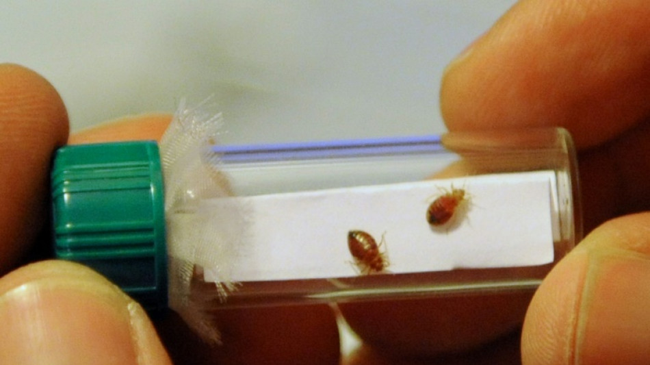 France hits back at hysteria over bedbug 'invasion'