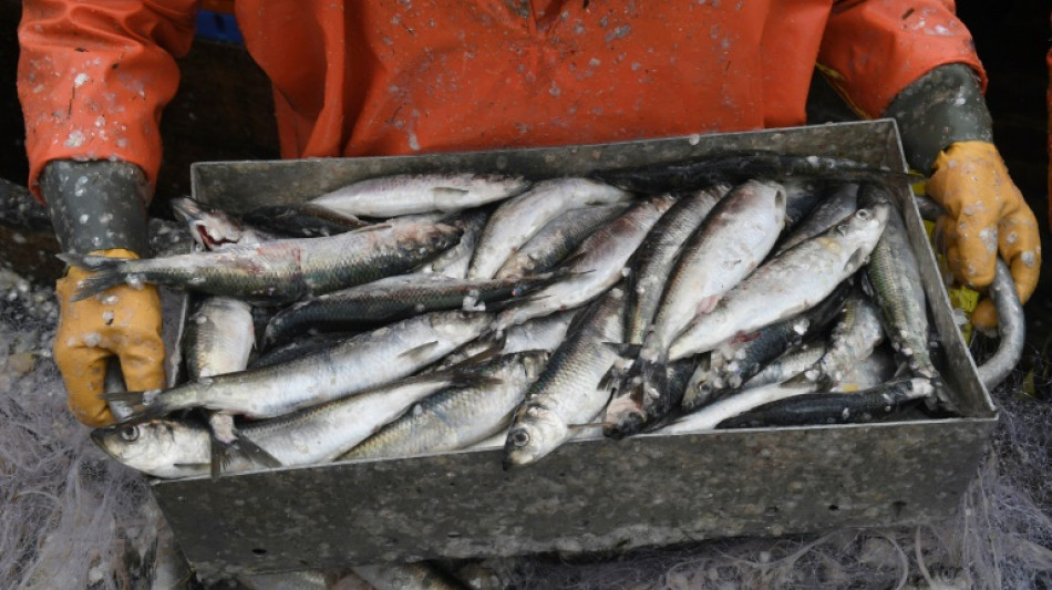 Fischst&auml;bchen im Test: Zum Anbei&szlig;en - aber oft deutlich schadstoffbelastet