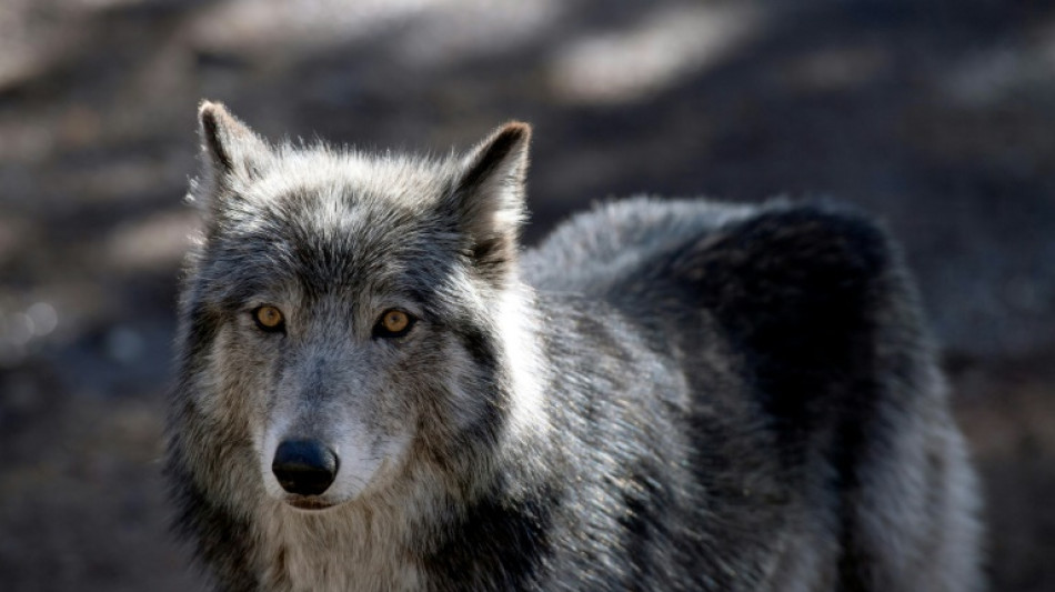906 loups en France? Une estimation "clairement sous-&eacute;valu&eacute;e", d&eacute;noncent des organisations agricoles