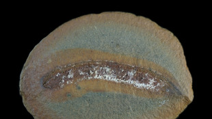 Fossils challenge assumptions on how animals adapted to land