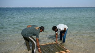 La restauraci&oacute;n de ecosistemas alcanza un r&eacute;cord de 252 millones de hect&aacute;reas, seg&uacute;n la ONU