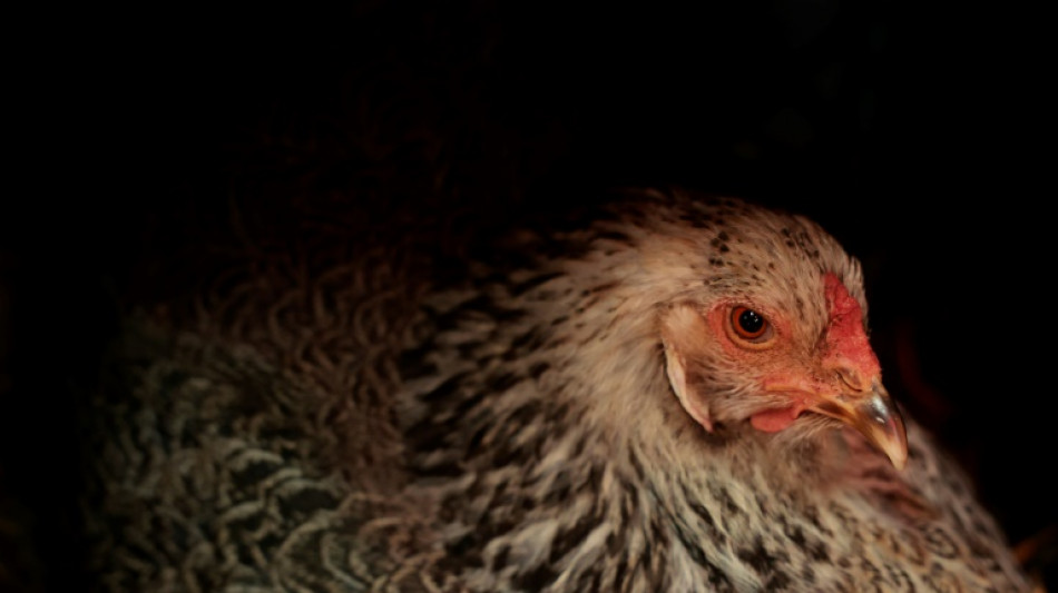 USA: le prix des &oelig;ufs proche des records, propuls&eacute; par la grippe aviaire 