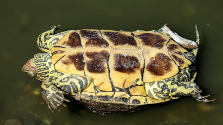 F&uuml;nf tote Schildkr&ouml;ten in Graben in Schleswig-Holstein entdeckt