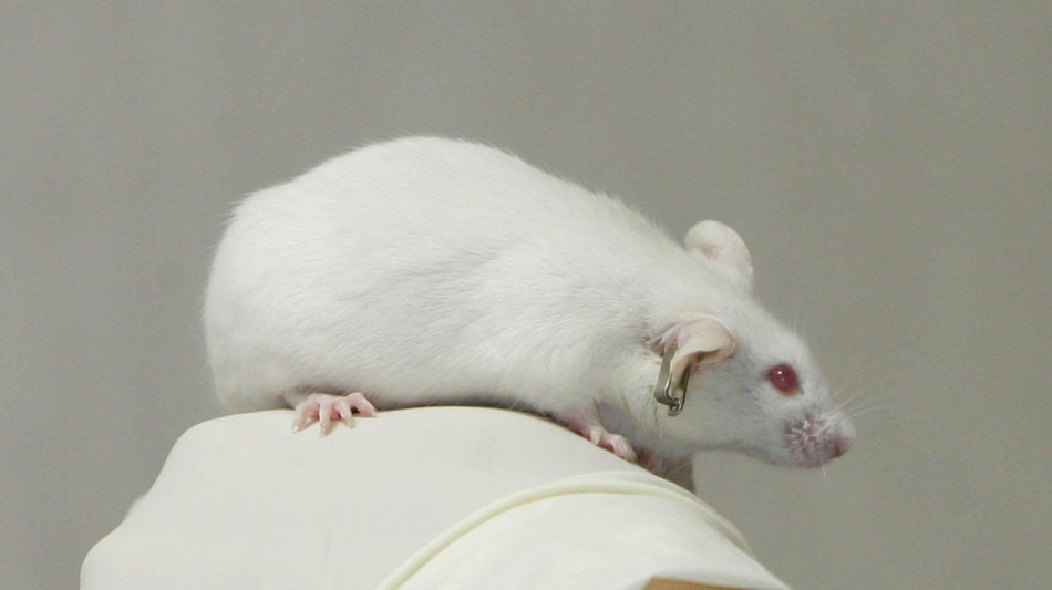 Una terapia genica riesce a spegnere gli interruttori del dolore nel cervello