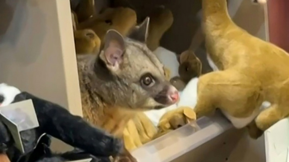 Wild possum shelters with plush toys in Australian airport shop