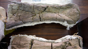 Fratture vertebrali svelano l'impeto passionale dei dinosauri