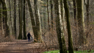 Lemke fordert Umbau der W&auml;lder hin zu mehr Naturn&auml;he