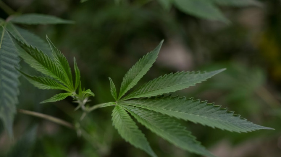 International gesuchter Drogenh&auml;ndler soll Tonnen an Cannabis geschmuggelt haben