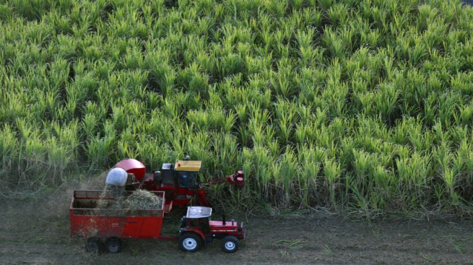Guadeloupe: la fili&egrave;re de la canne &agrave; sucre, ultra subventionn&eacute;e, croit en l'avenir