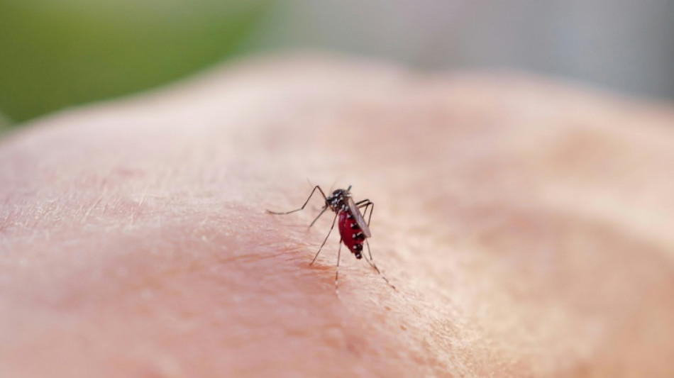 Chikungunya: les contaminations dans l'Hexagone grimpent encore, la vigilance reste de mise