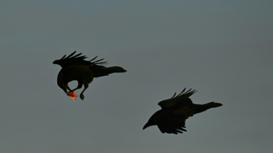 Les corbeaux sont plus malins qu'on ne le croit et m&eacute;morisent les territoires de chasse
