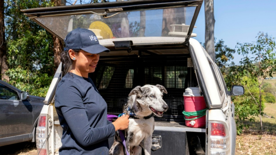 'Hero' Australian dog who saved 100 koalas retires