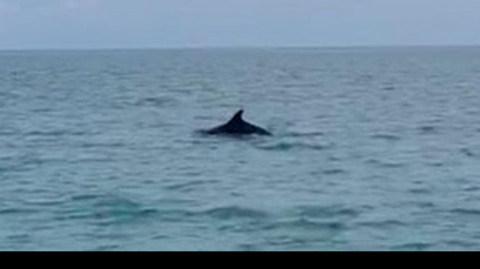 Gli esseri umani unica minaccia per il delfino Mimmo di Venezia