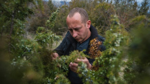 Wild Balkan berries keep gin taste steady as climate shifts