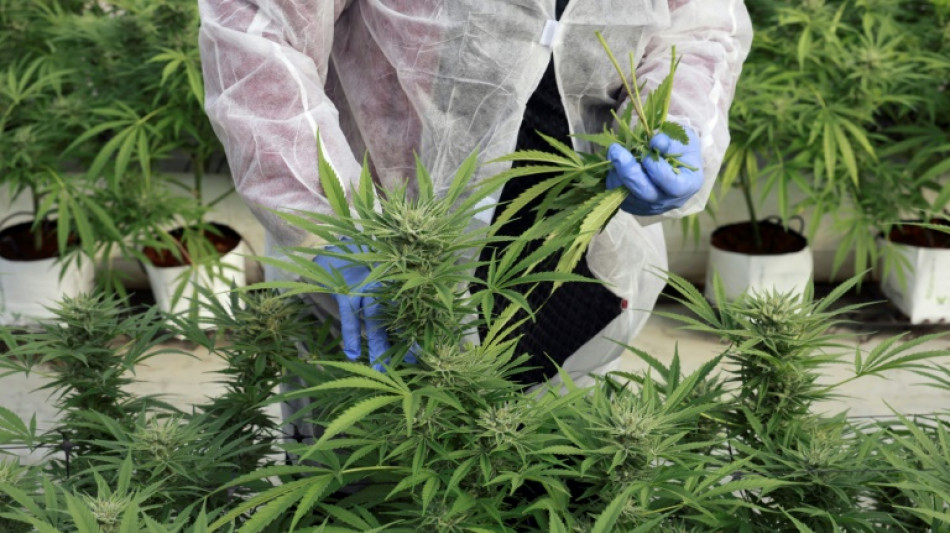 En Isra&euml;l, une ville du d&eacute;sert veut devenir "la capitale" du cannabis m&eacute;dical
