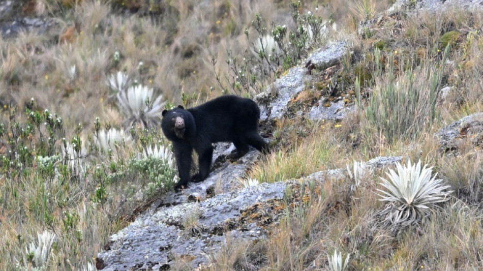 El video de un oso junto a un embalse sin agua prende las alarmas por sequ&iacute;a en Colombia