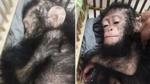 Scimpanz&egrave; sedati e rari rettili sequestrati all'aeroporto del Cairo, un arresto