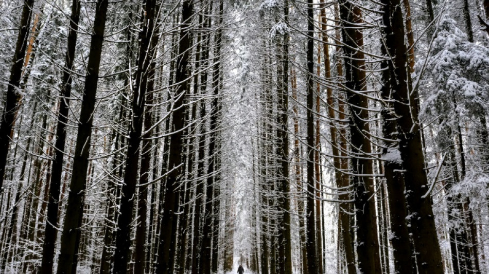 UN says forests should form key plank of COP30