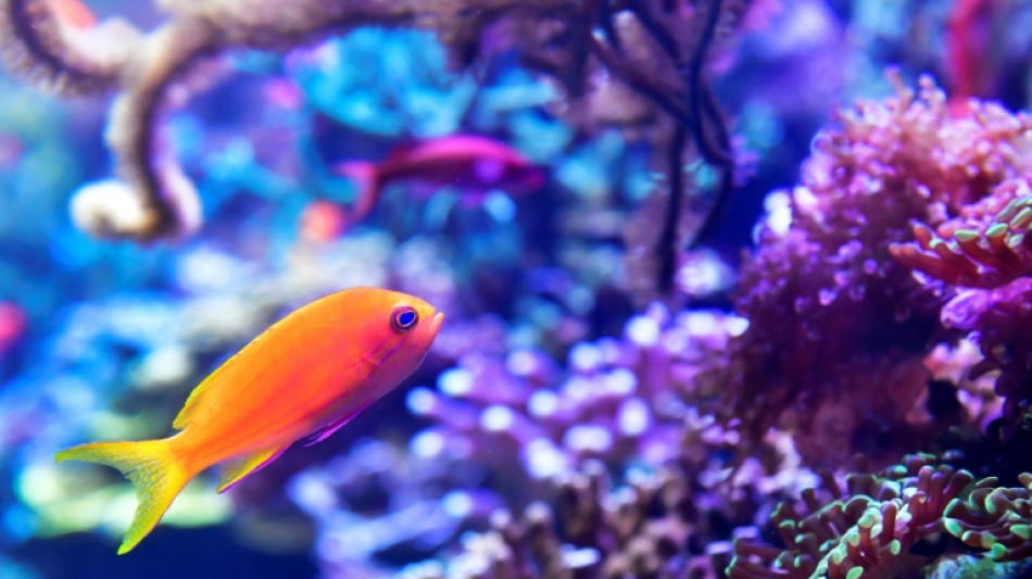 Berliner Aquarium Sea Life &ouml;ffnet nach Aquadom-Ungl&uuml;ck wieder