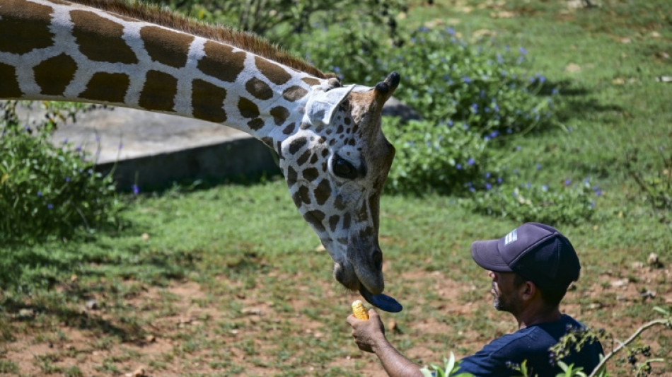 Entre apagones y escasez, el Zool&oacute;gico Nacional de Cuba lucha por preservar especies protegidas