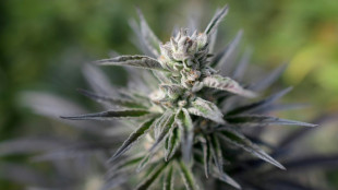 Colombia autoriza la venta de flor de cannabis medicinal en farmacias