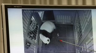 Les deux seuls pandas du Japon seront renvoyés en Chine en janvier, selon des médias